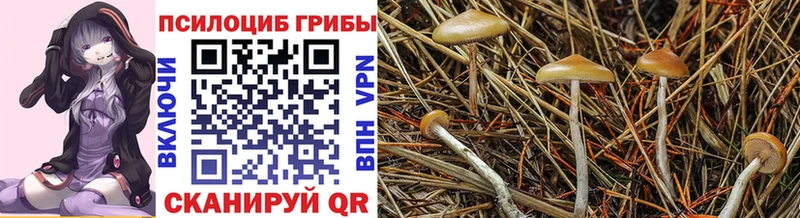 Псилоцибиновые грибы Psilocybine cubensis  Невинномысск 